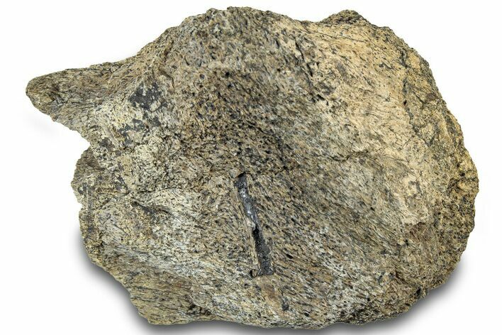 Dinosaur (Triceratops) Bone Section - Montana #312312